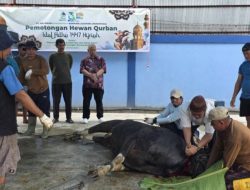 Solidaritas Lewat Qurban, PT AM Jayapura Potong 7 Sapi