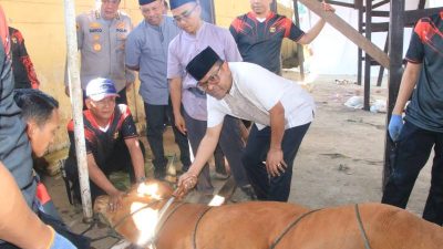 Polda Papua Salurkan Hewan Kurban Idul Adha 1447 H, Wujudkan Kepedulian dan Semangat Berbagi